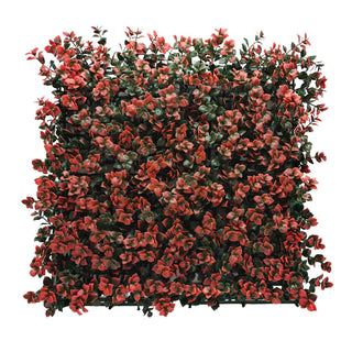 Pachysandra Red