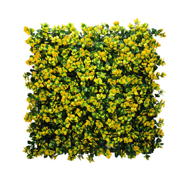 Pachysandra Yellow