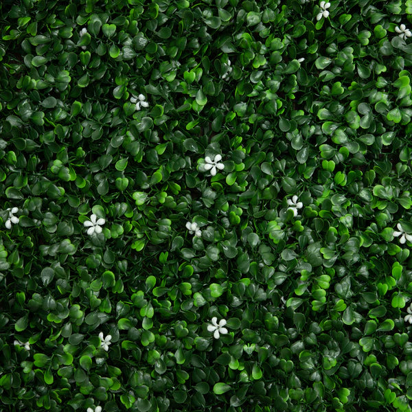 Boxwood Jasmine