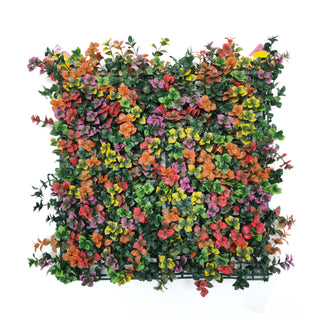 Comprar pachysandra-colorful Muro Verde