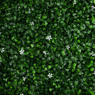 Comprar boxwood-jasmine-ccga154 Muro Verde